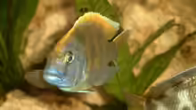 Nimbochromis venustus