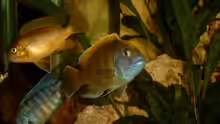Nimbochromis venustus