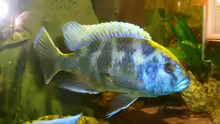Nimbochromis Venustus