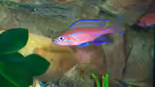 noch ein Bock Paracyprichromis nigripinnis ´blue neon´