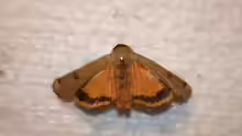 Noctua pronuba