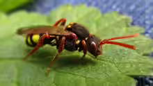 Nomada spec