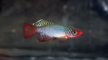 Nothobranchius cardinalis