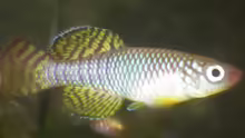 Nothobranchius korthausae