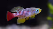 Nothobranchius