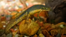 Notophthalmus viridescens