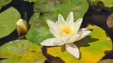 Nymphaea