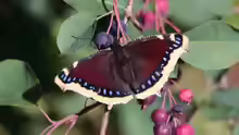 Nymphalis antiopa