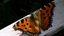 Nymphalis polychloros