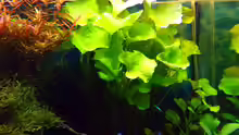 Nymphoides spec. Taiwan