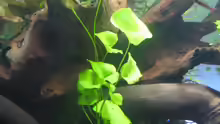 Nymphoides spec. Taiwan