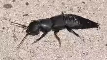 Ocypus olens