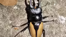 Odontolabis burmeisteri