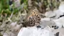 Oeneis glacialis