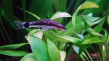 Ohrgitter-Harnischwels (Otocinclus affinis)