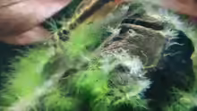 Otocinclus hoppei