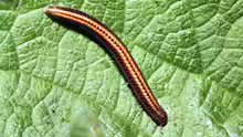 Ommatoiulus sabulosus