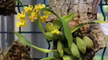 Oncidium cheirophorum