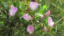 Ononis repens