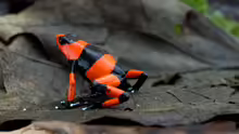 Oophaga lehmanni