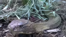 Ophiophagus hannah