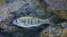Ophthalmotilapia nasuta