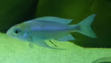 Ophthalmotilapia ventralis