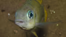 Ophthalmotilapia ventralis