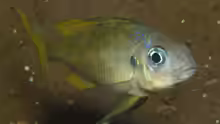 Ophthalmotilapia ventralis
