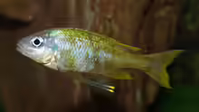 Ophthalmotilapia ventralis