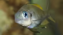Ophthalmotilapia ventralis