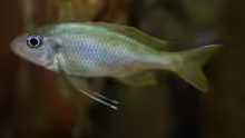 Ophthalmotilapia-Arten
