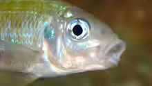 Ophthalmotilapia-Arten
