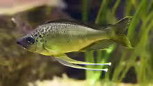 Ophthalmotilapia