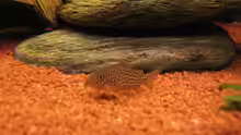 Orange-Schönflossenpanzerwels (Corydoras sterbai)