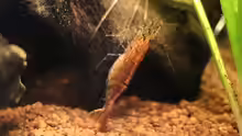 Orange Zwerggarnele / Caridina propinqua