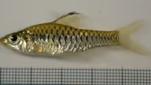 Oreichthys cosuatis