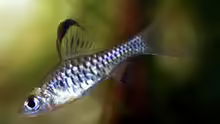 Oreichthys parvus