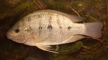 Oreochromis andersonii