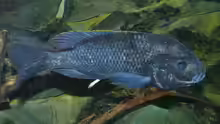 Oreochromis squamipinnis