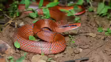 Oreocryptophis porphyraceus