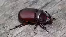 Oryctes nasicornis