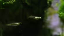 Oryzias mekongensis