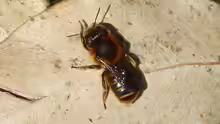 Osmia aurulenta