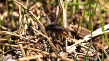 Osmia bicolor