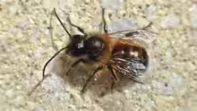 Osmia bicornis