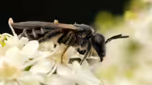 Osmia papaveris