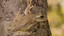 Osteopilus septentrionalis