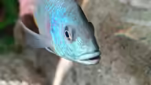 Tetra
