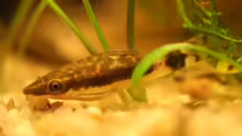Otocinclus 